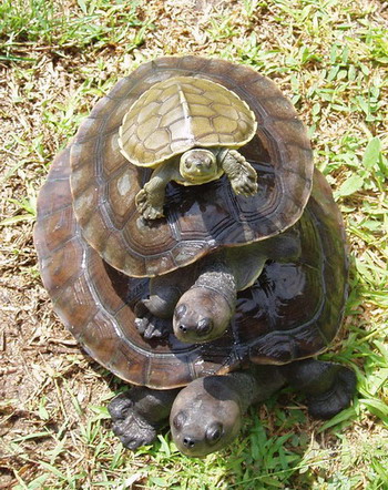 Three real turtles stacked one atop another -- turtles all the way down.
